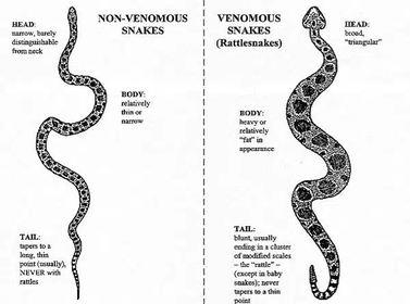 serpent vs snake